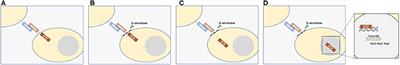 Notch Intracellular Domain Plasmid Delivery via Poly(Lactic-Co-Glycolic Acid) Nanoparticles to Upregulate Notch Pathway Molecules